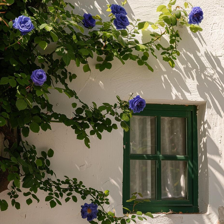 🌹 Rare Climbing Rose Seeds –  Fast-Growing Fragrant Blooming Vines