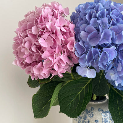 Premium Hydrangea Seeds – Grow Stunning Color-Changing Bloom Garden