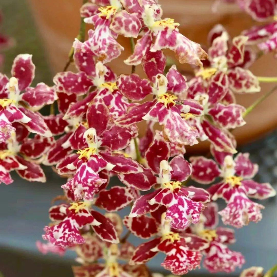 Trailing Jasmine Seeds – Naturally Fragrant & Pet-Friendly