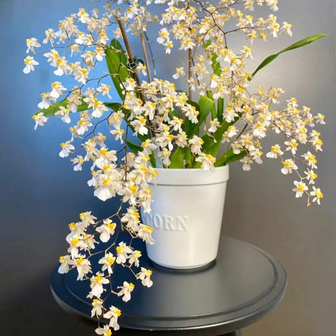 Trailing Jasmine Seeds – Naturally Fragrant & Pet-Friendly