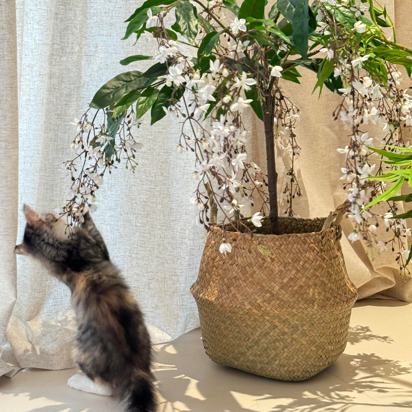 Trailing Jasmine Seeds – Naturally Fragrant & Pet-Friendly