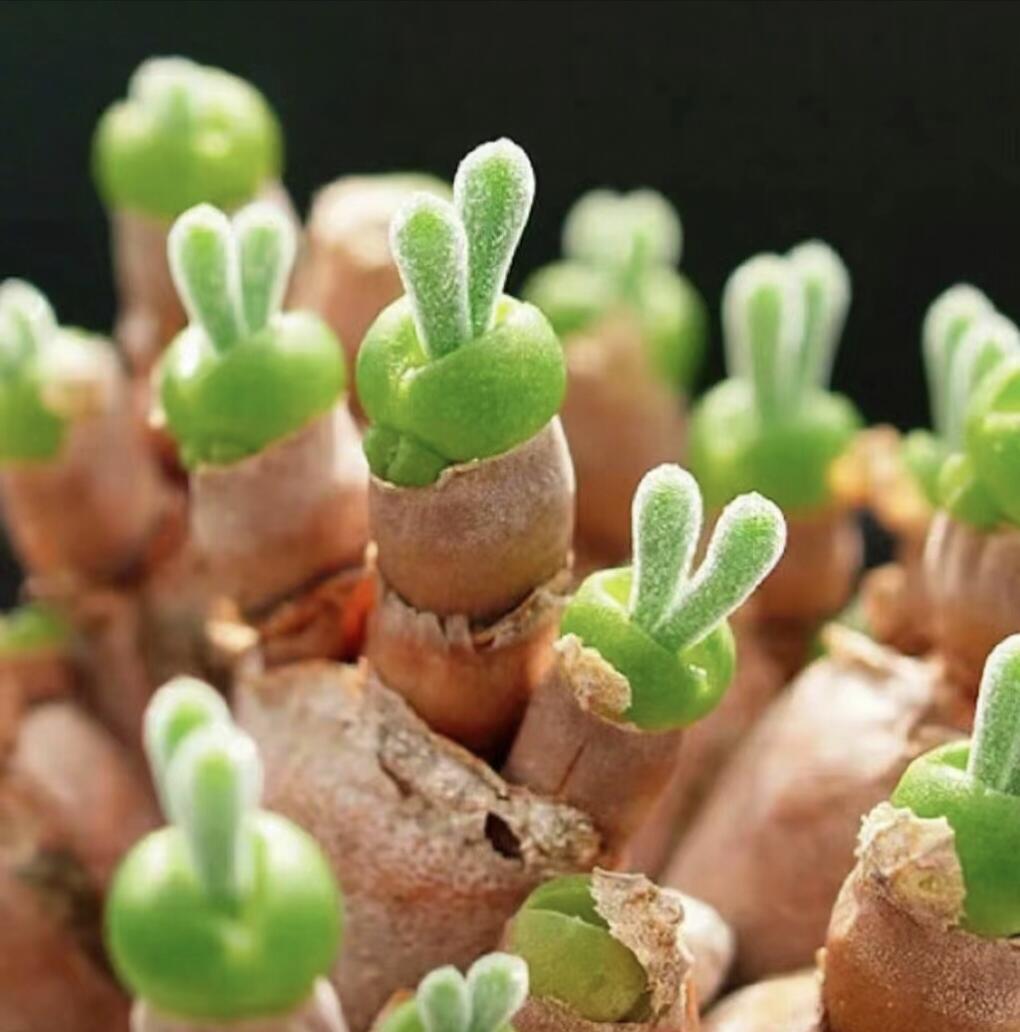 "Bunny Ear" Succulent Seeds