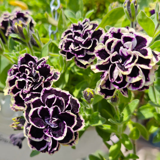 Rare Double Petunia "Galaxy Dreams" Mixed Seeds