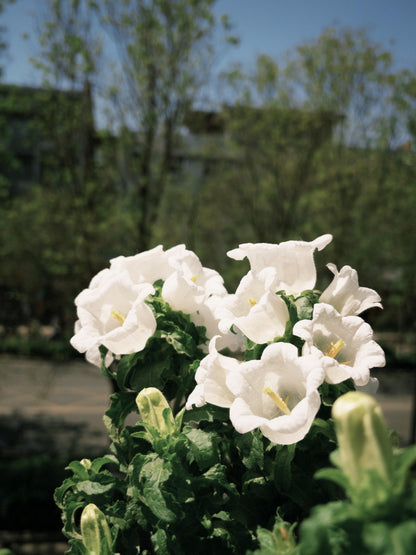 Cup & Saucer Bellflower Seeds – Grow a Real-Life Fairy Garden