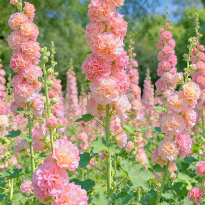 Vintage Double Hollyhock Seeds