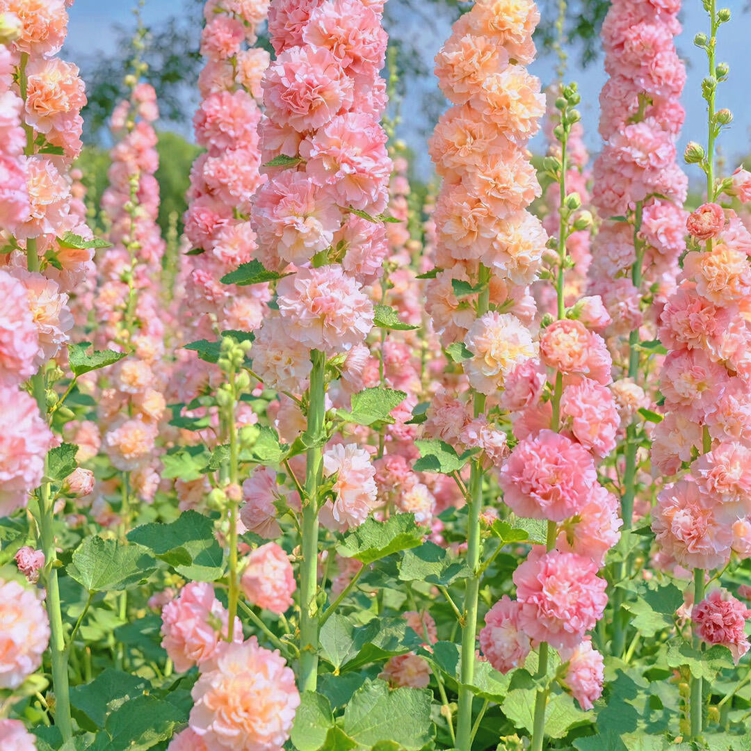 Vintage Double Hollyhock Seeds
