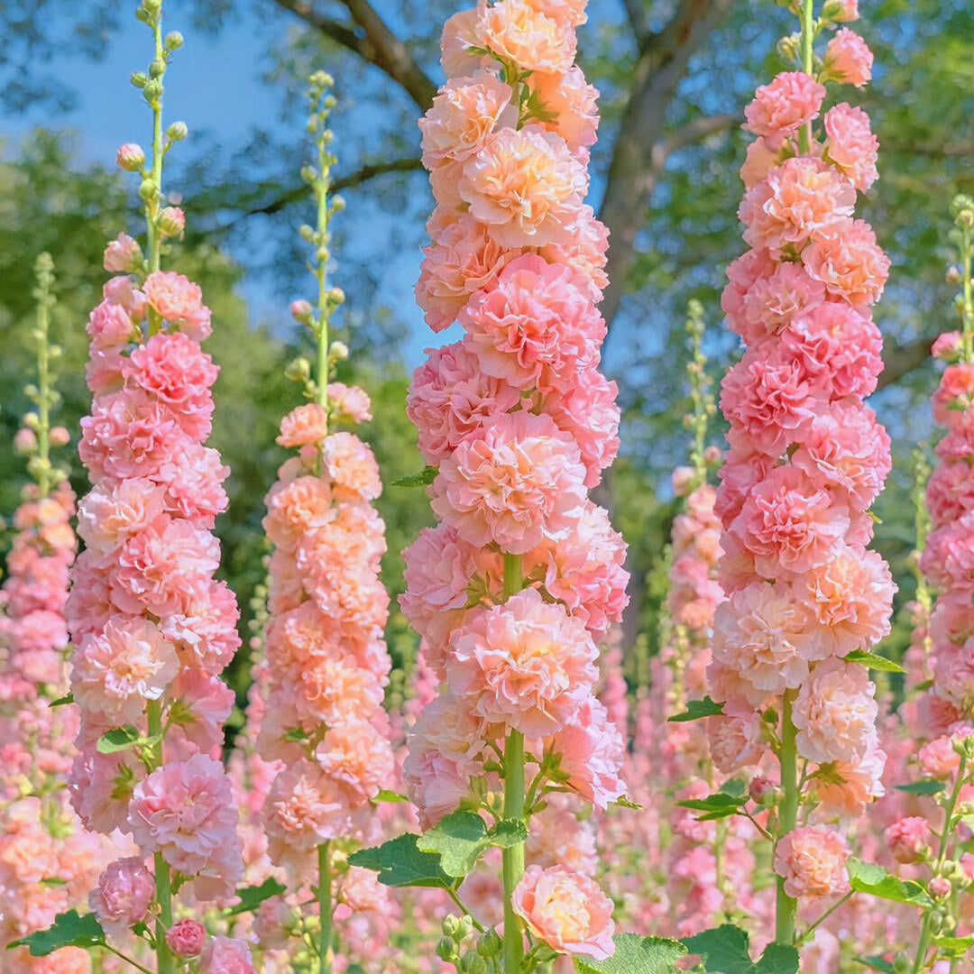 Vintage Double Hollyhock Seeds