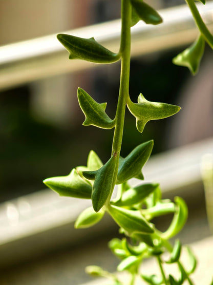 Exotic "Dolphin Necklace" Succulent Seeds