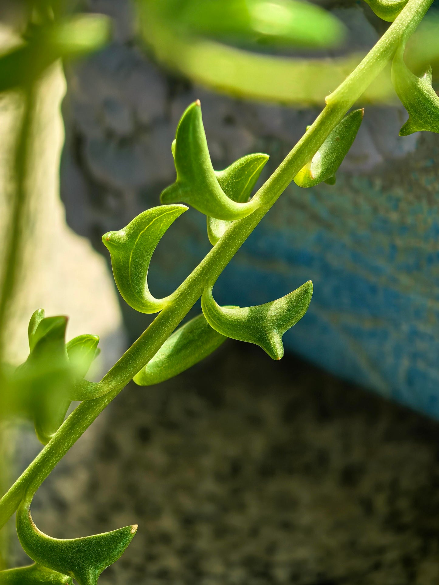 Exotic "Dolphin Necklace" Succulent Seeds