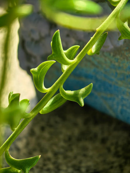 Exotic "Dolphin Necklace" Succulent Seeds