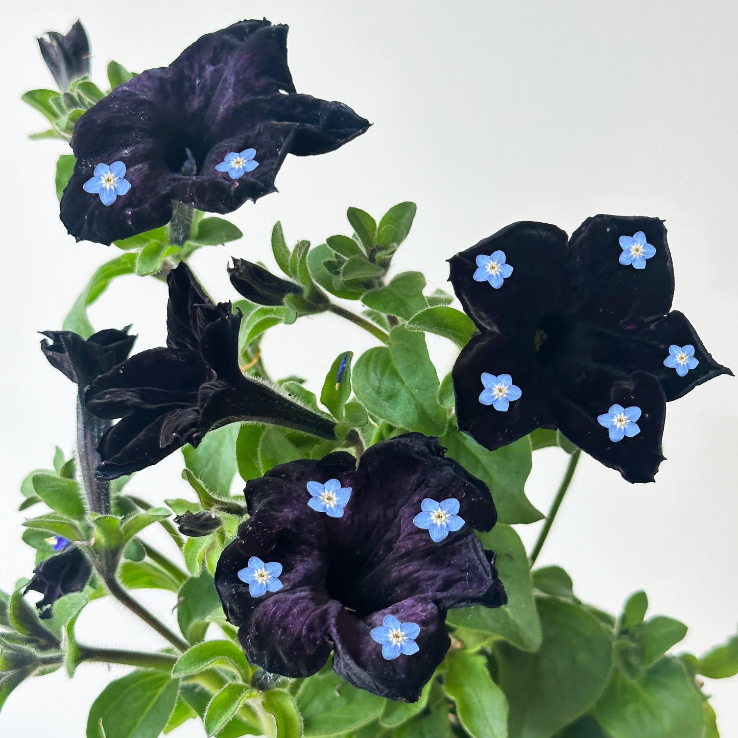 Petunia Seeds for Hanging Baskets & Gardens