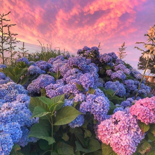 Premium Hydrangea Seeds – Grow Stunning Color-Changing Bloom Garden