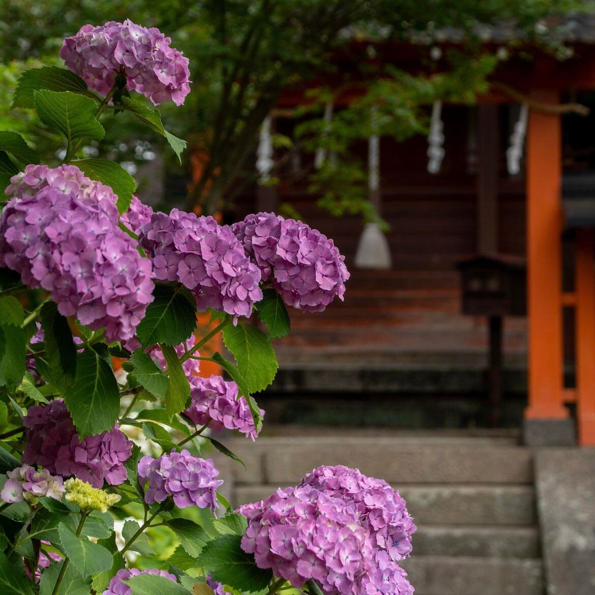 Premium Hydrangea Seeds – Grow Stunning Color-Changing Bloom Garden