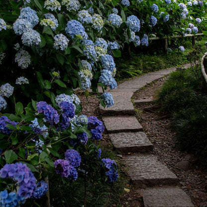 Premium Hydrangea Seeds – Grow Stunning Color-Changing Bloom Garden