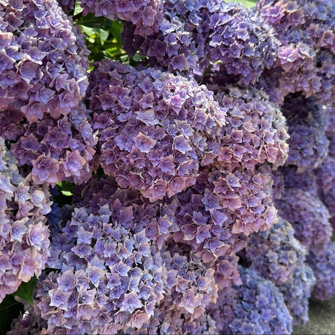 Premium Hydrangea Seeds – Grow Stunning Color-Changing Bloom Garden