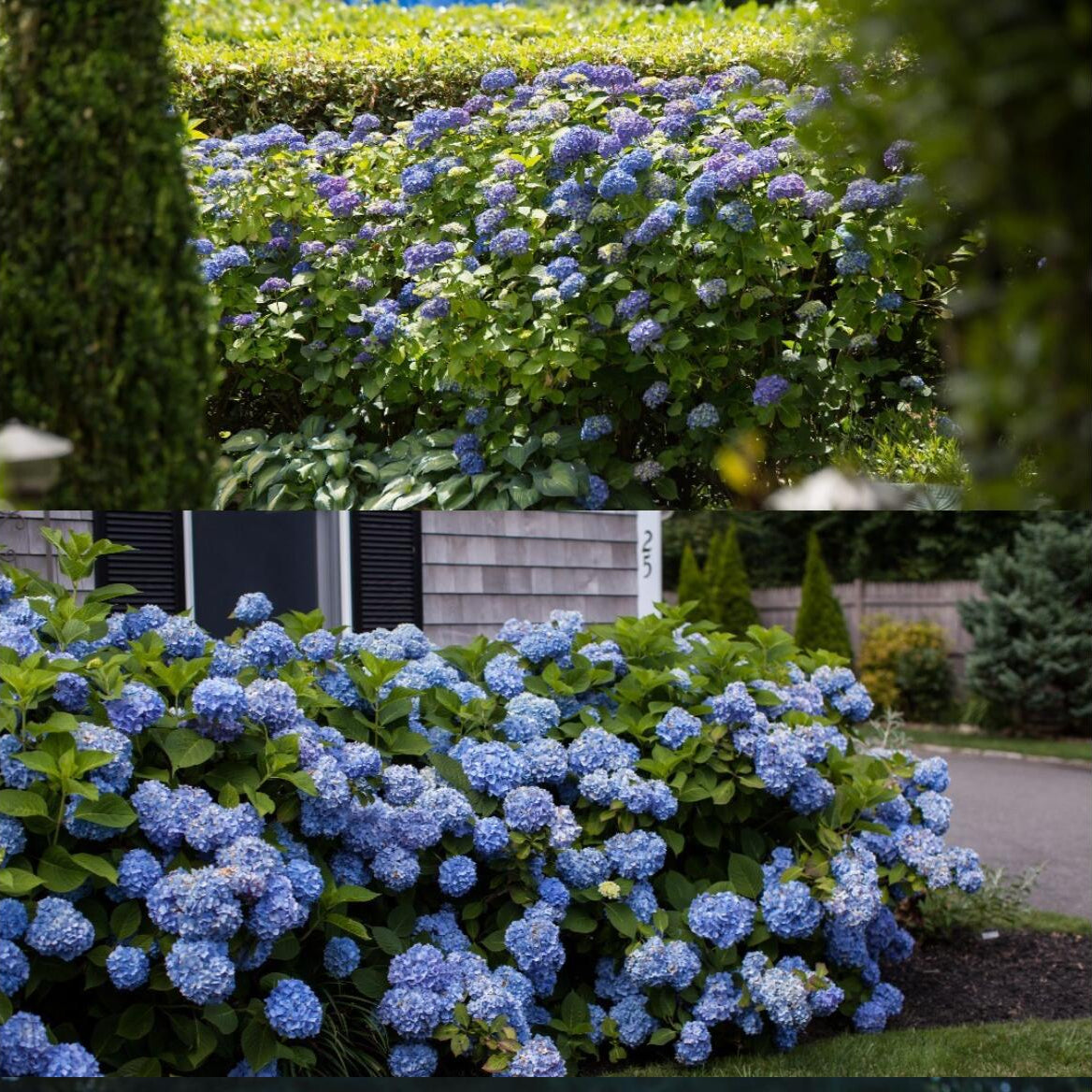 Premium Hydrangea Seeds – Grow Stunning Color-Changing Bloom Garden