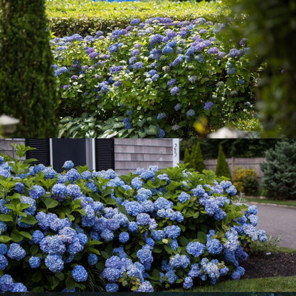 Premium Hydrangea Seeds – Grow Stunning Color-Changing Bloom Garden