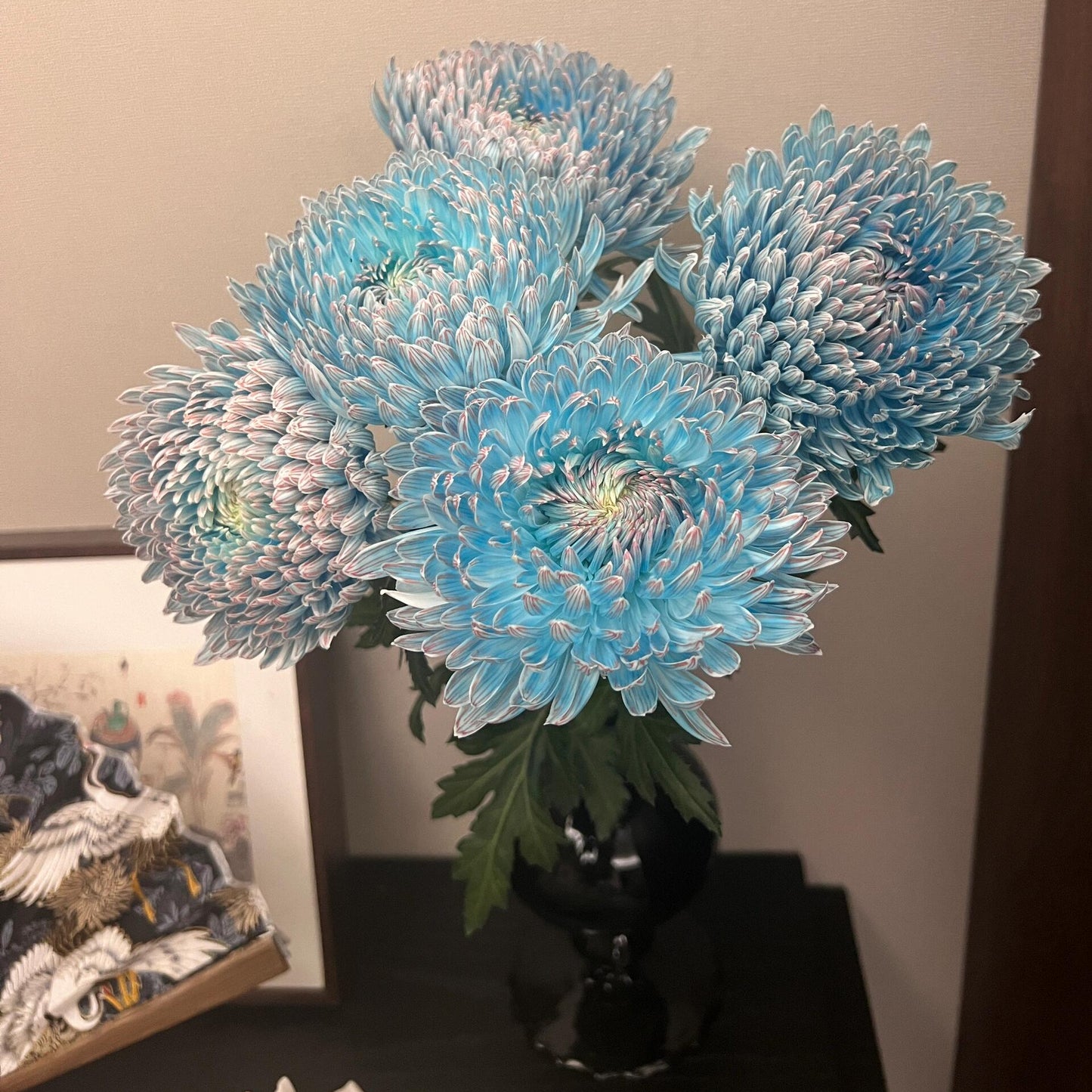 Eternal Bloom Chrysanthemum Seeds – Symbol of Longevity & Good Fortune