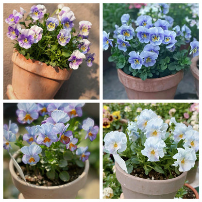 Petunia Seeds for Hanging Baskets & Gardens