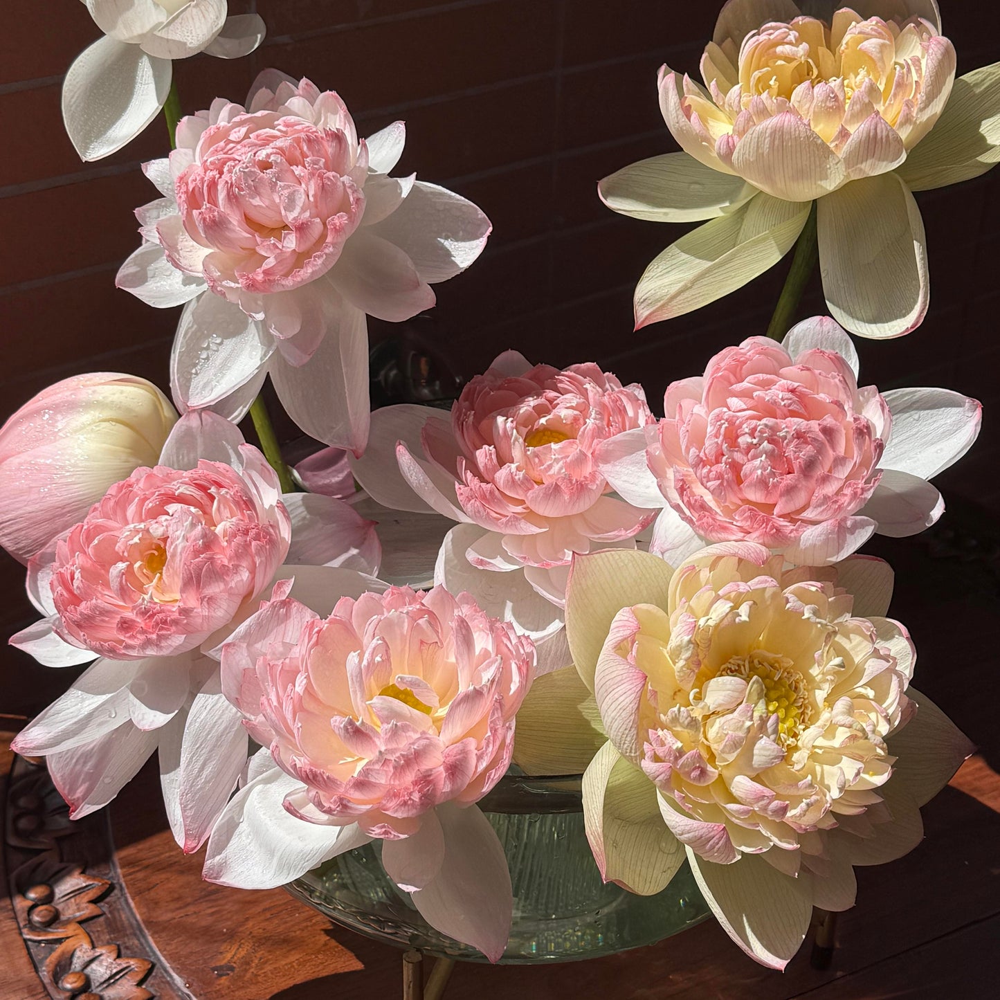 Lotus Bonsai Seeds – Grow a Zen Water Garden on Your Desk