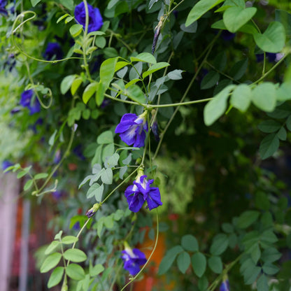 Magic Color-Changing Butterfly Pea Seeds –  Wellness Superflower