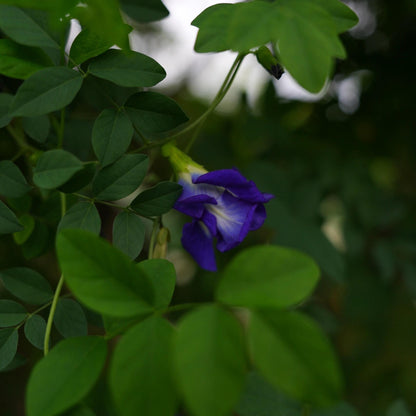 Magic Color-Changing Butterfly Pea Seeds –  Wellness Superflower