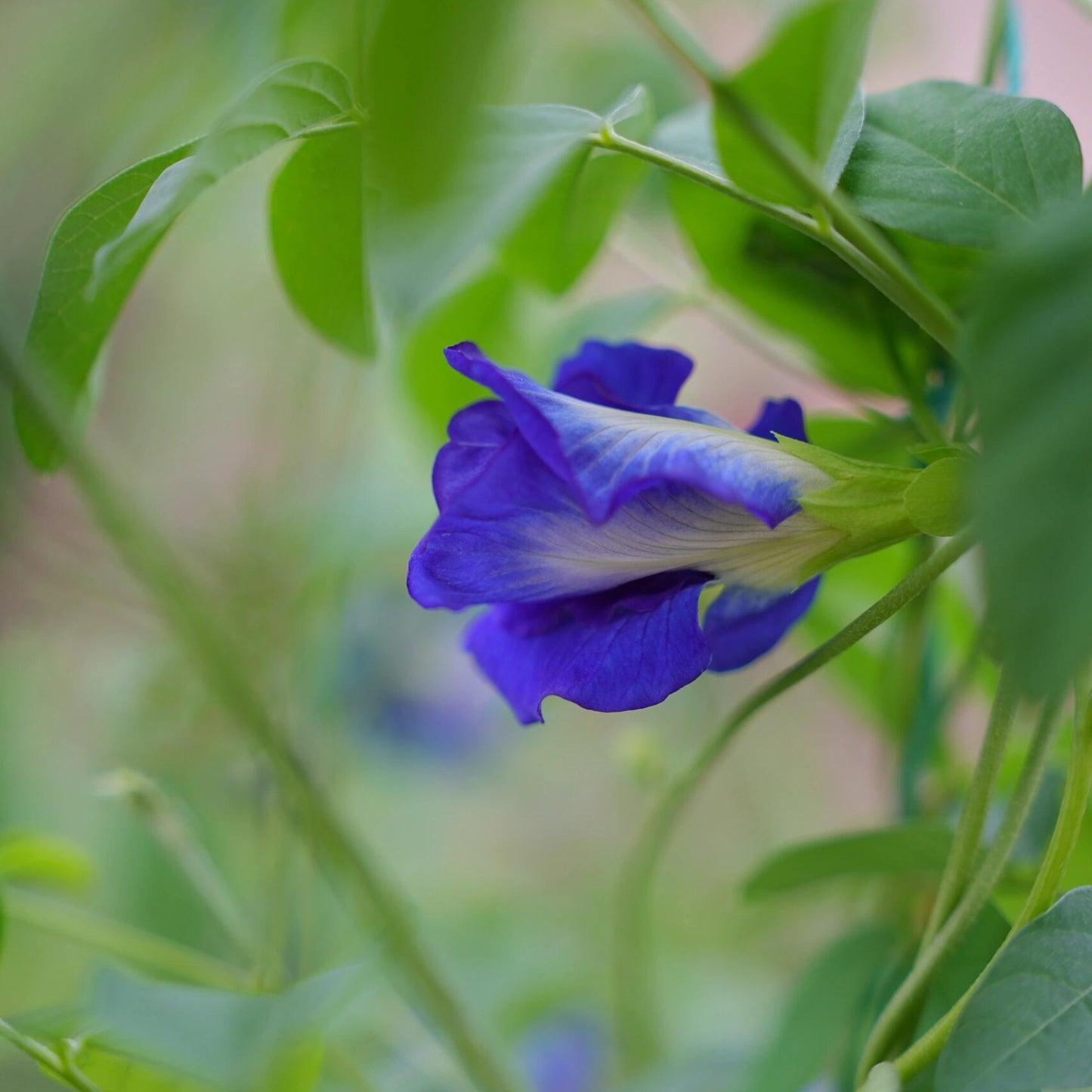 Magic Color-Changing Butterfly Pea Seeds –  Wellness Superflower