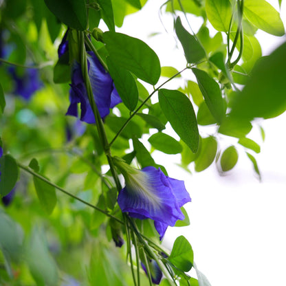 Magic Color-Changing Butterfly Pea Seeds –  Wellness Superflower