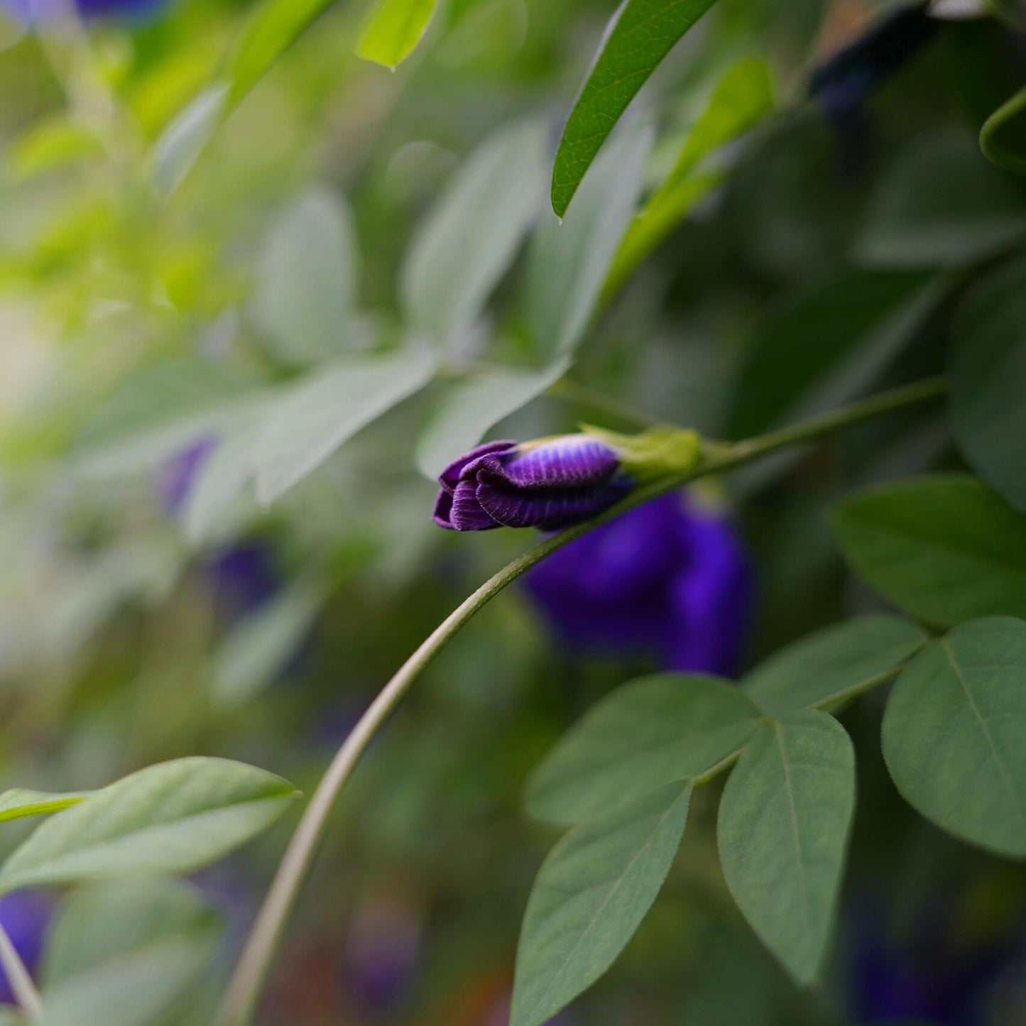 Magic Color-Changing Butterfly Pea Seeds –  Wellness Superflower