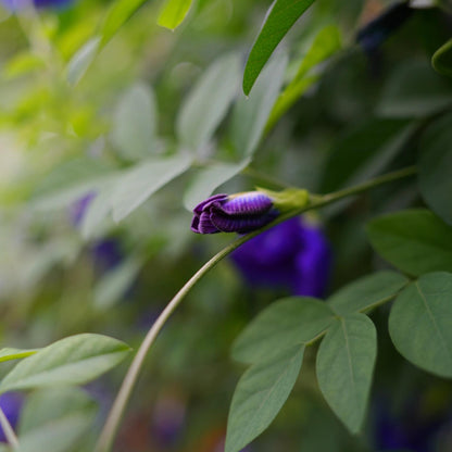 Magic Color-Changing Butterfly Pea Seeds –  Wellness Superflower