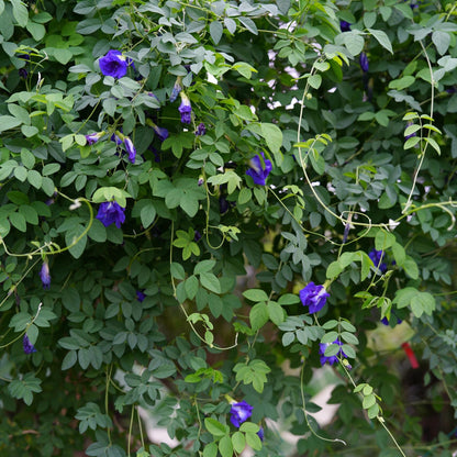 Magic Color-Changing Butterfly Pea Seeds –  Wellness Superflower