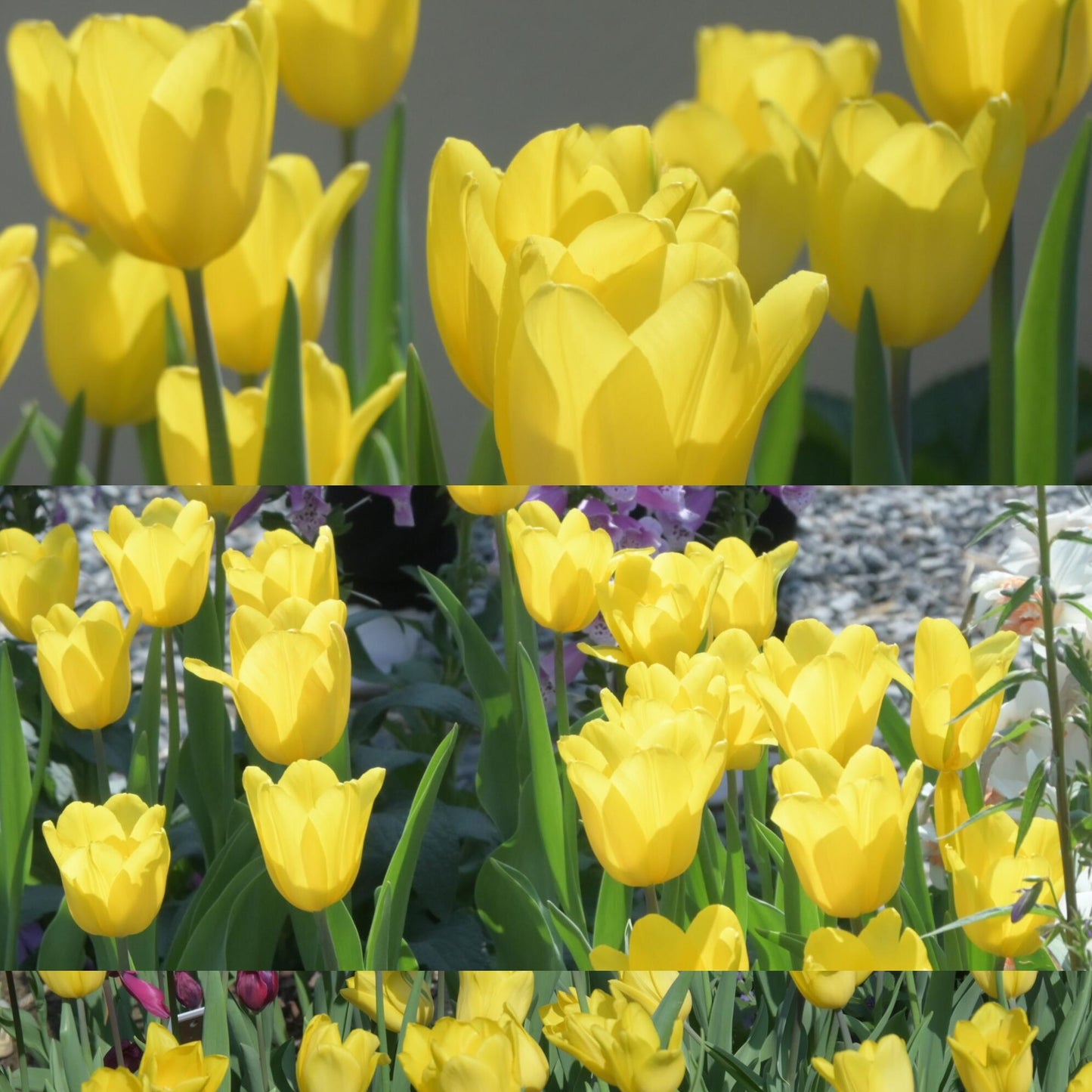 Royal Garden Tulips – Classic British Spring Blooms from Seed