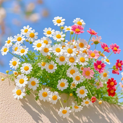 Pyrethrum Seeds – Grow Your Own Mosquito-Free Garden This Summer 🌿