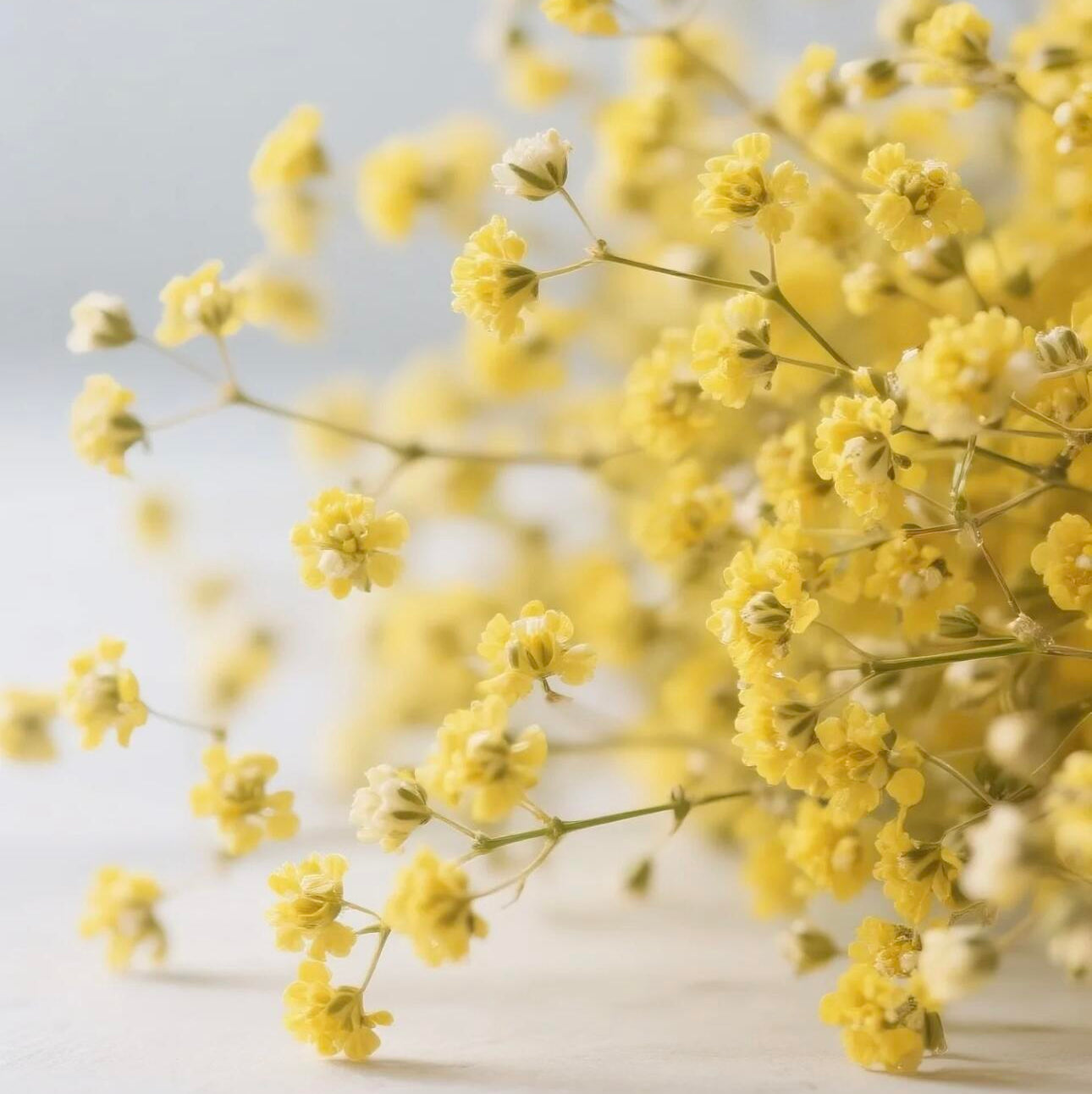Grow a Starry Garden at Home – Premium Baby’s Breath Seeds