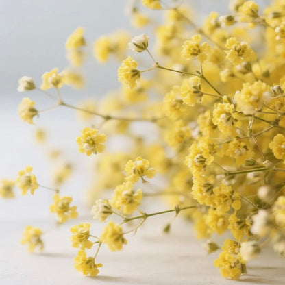 Grow a Starry Garden at Home – Premium Baby’s Breath Seeds