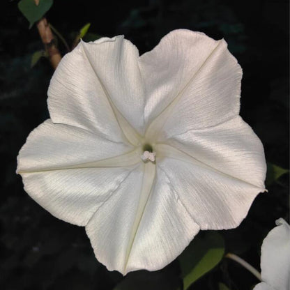 Moonlight Flower Seeds
