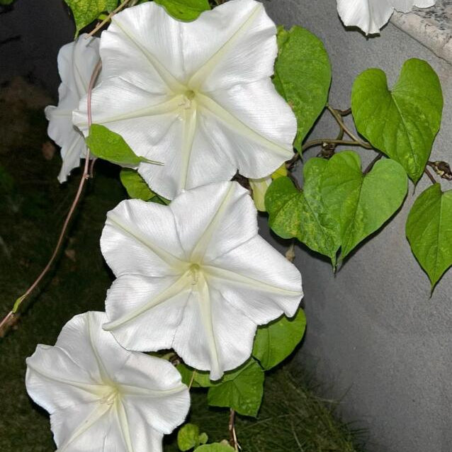 Moonlight Flower Seeds