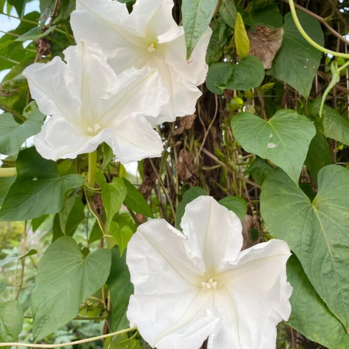Moonlight Flower Seeds