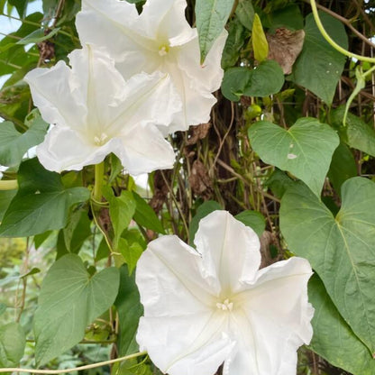 Moonlight Flower Seeds