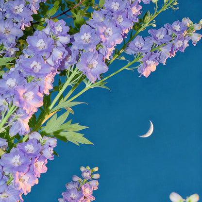 Premium Delphinium Seeds – Easy to Plant, Vibrant Blue & Purple Blooms
