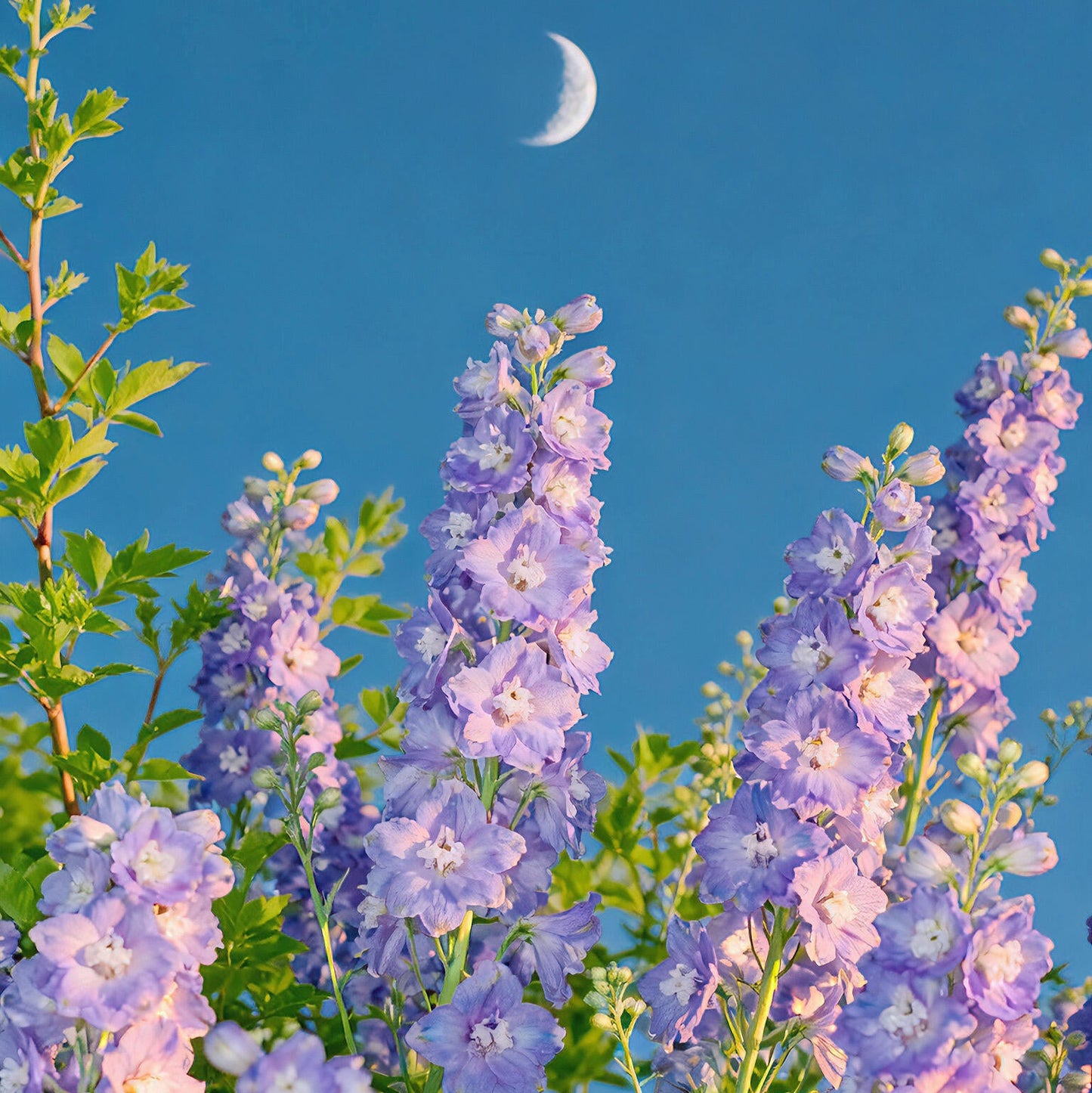 Premium Delphinium Seeds – Easy to Plant, Vibrant Blue & Purple Blooms