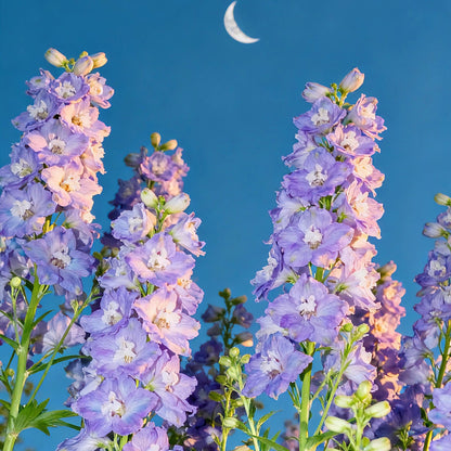Premium Delphinium Seeds – Easy to Plant, Vibrant Blue & Purple Blooms