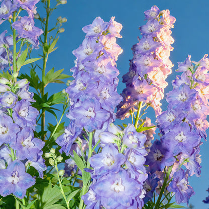 Premium Delphinium Seeds – Easy to Plant, Vibrant Blue & Purple Blooms
