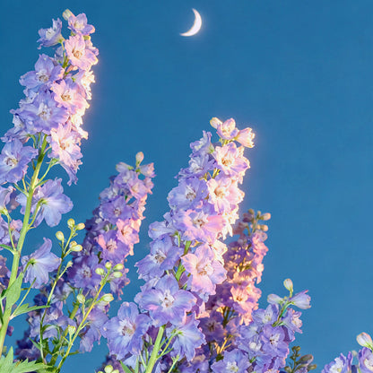 Premium Delphinium Seeds – Easy to Plant, Vibrant Blue & Purple Blooms