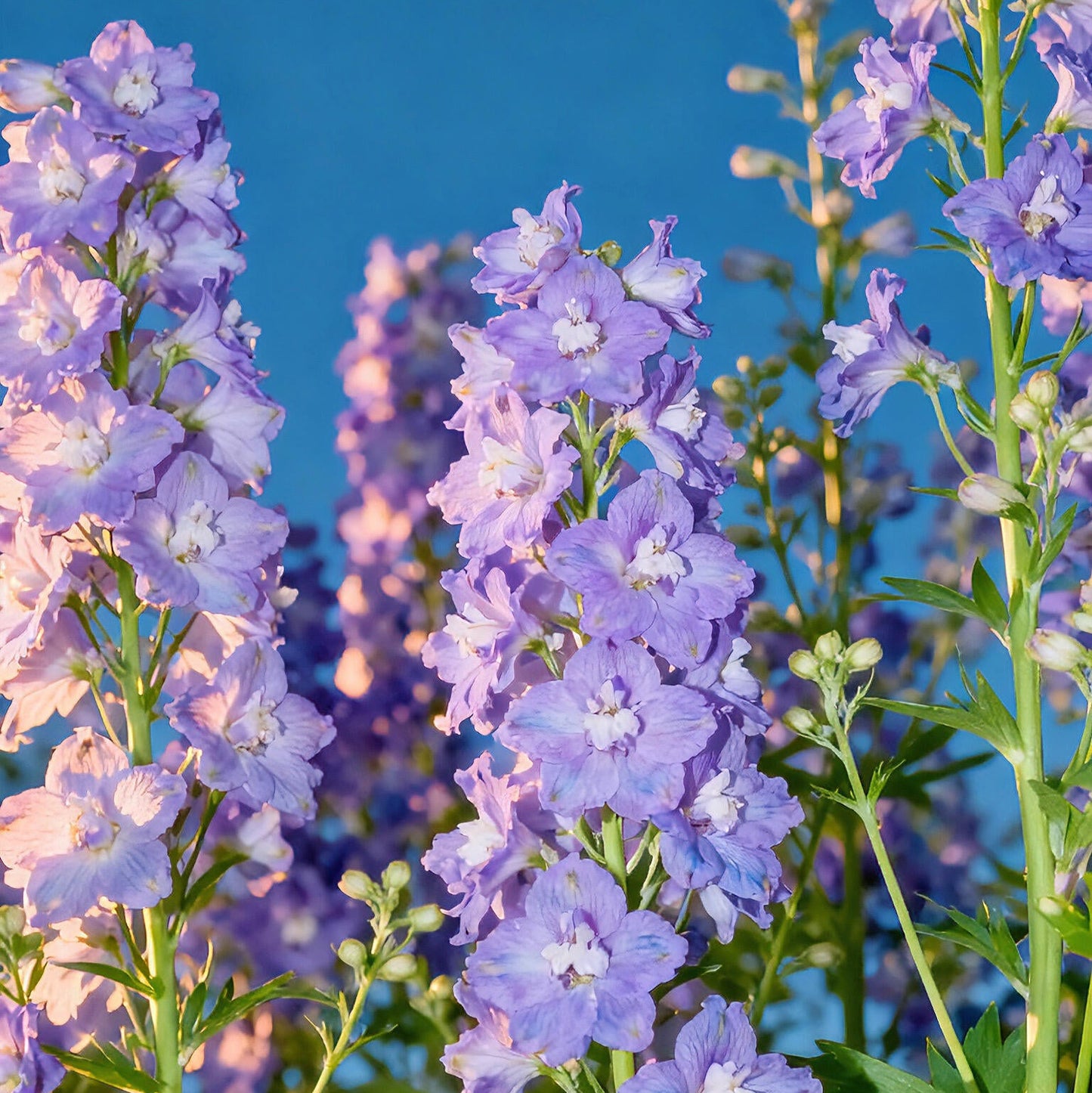 Premium Delphinium Seeds – Easy to Plant, Vibrant Blue & Purple Blooms