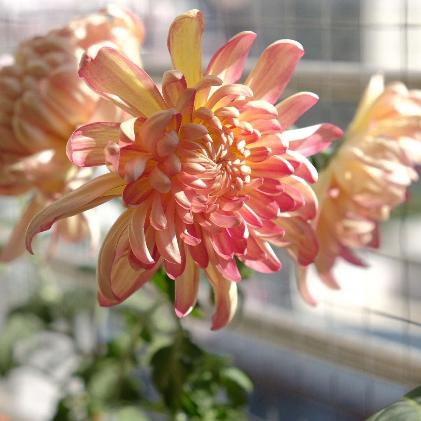 Eternal Bloom Chrysanthemum Seeds – Symbol of Longevity & Good Fortune