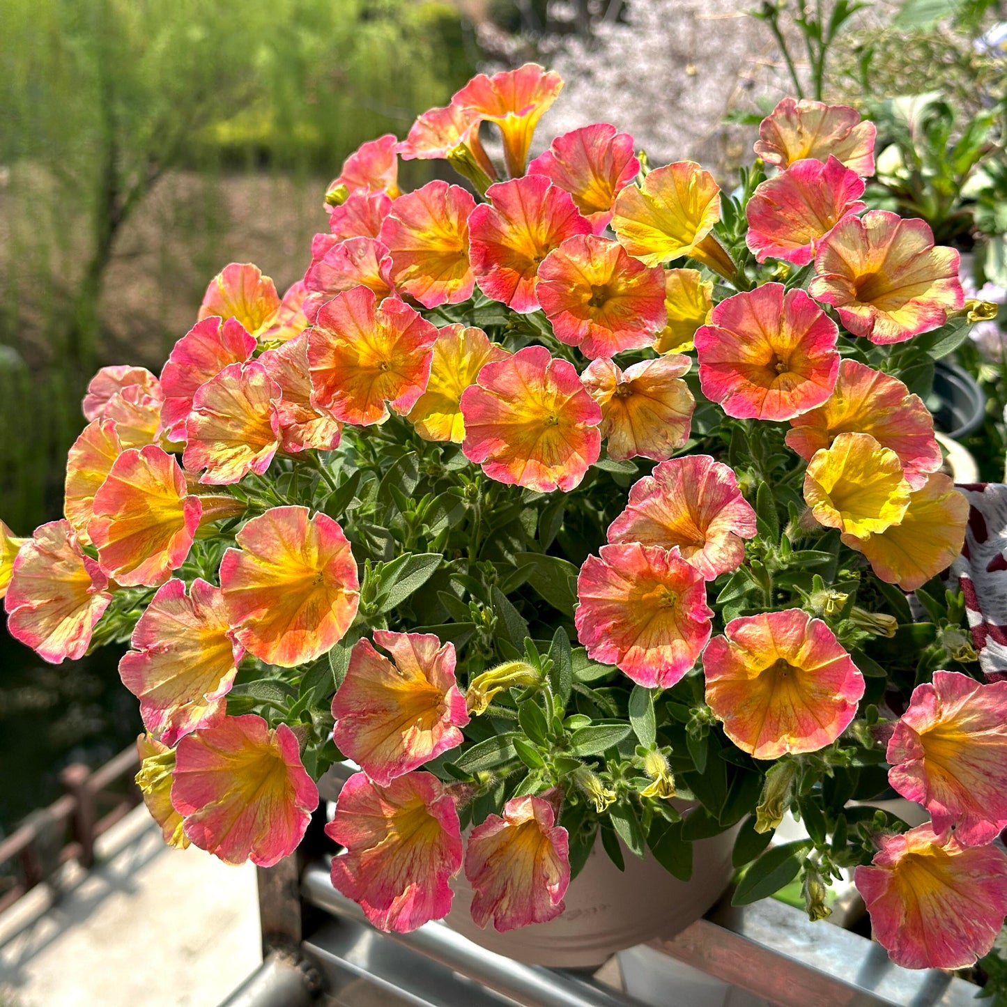 Petunia Seeds for Hanging Baskets & Gardens