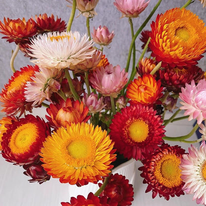 Everlasting Strawflower Seeds – Grow Vibrant, Paper-Like Blooms That Never Fade