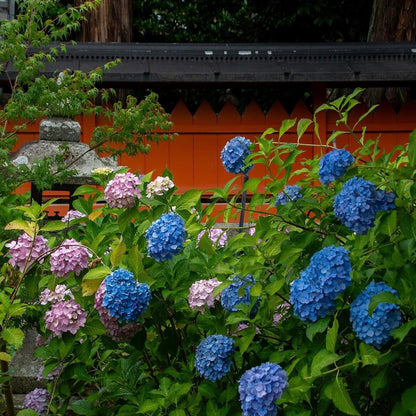 Premium Hydrangea Seeds – Grow Stunning Color-Changing Bloom Garden