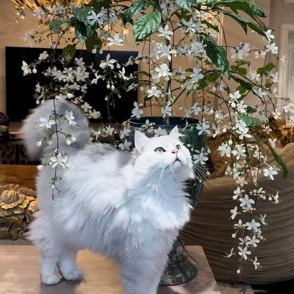 Trailing Jasmine Seeds – Naturally Fragrant & Pet-Friendly